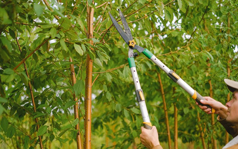 Tree trimming in Wheatcroft, KY