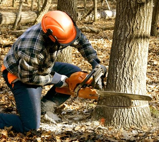 Tree Removal in Wheatcroft, KY